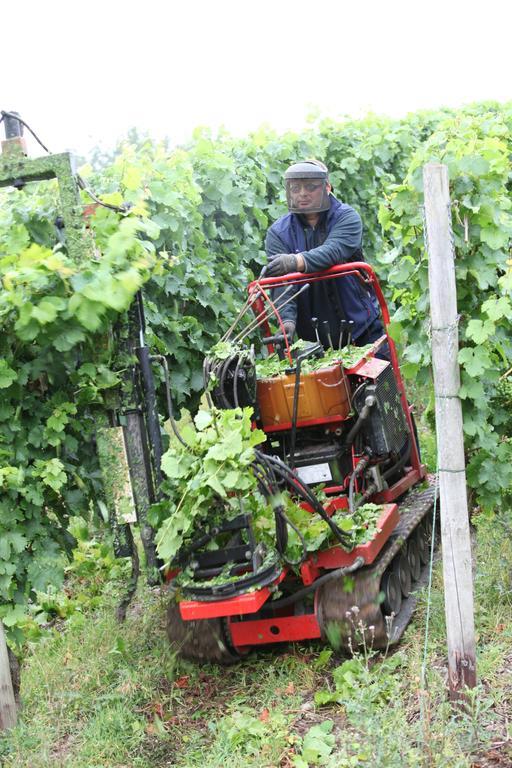 Weingut Pension Gibbert-Pohl Briedel Esterno foto